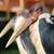 MARABOU