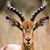 GAZELLE